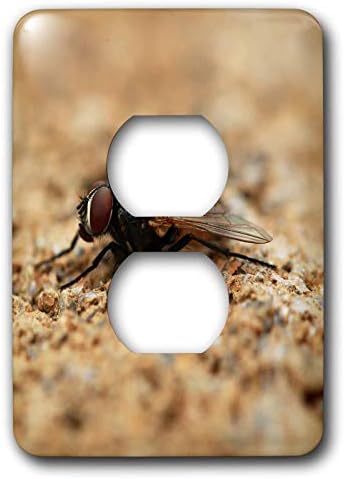3dRose Stamp City-böcekler-Bir karasineğin makro fotoğrafı. -2 fiş çıkış kapağı (lsp_325108_6)