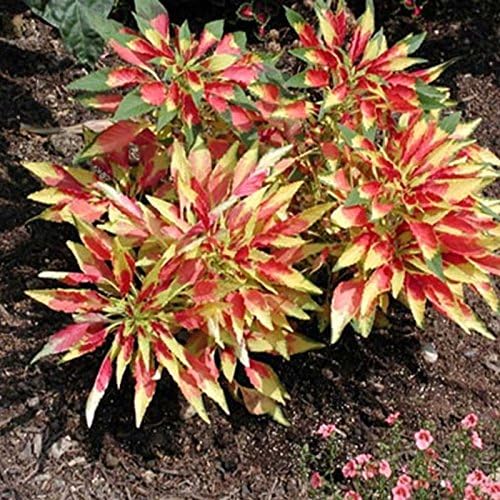 Amaranthus Tohumları-Üç Renkli-Yaklaşık 1000 Tohum-Yıllık Çiçek Bahçe Tohumları-AKA: Splendens Perfecta Üç Renkli